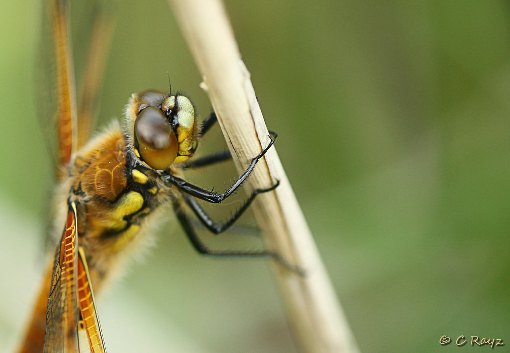 Four-spotted Chaser