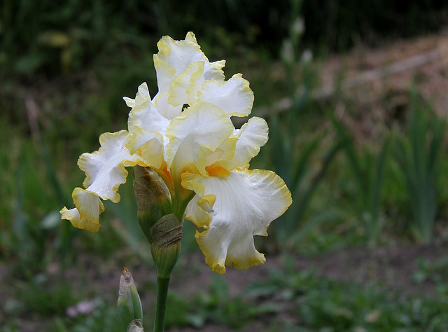 Iris Bride's Halo