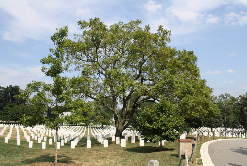 80.ArlingtonNationalCemetery.VA.30August2009