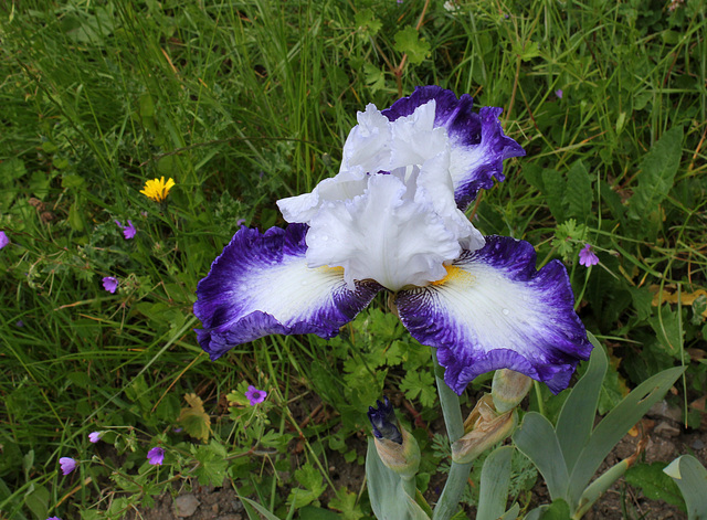 Iris Futuriste