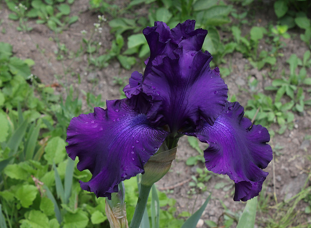 Iris Master Touch