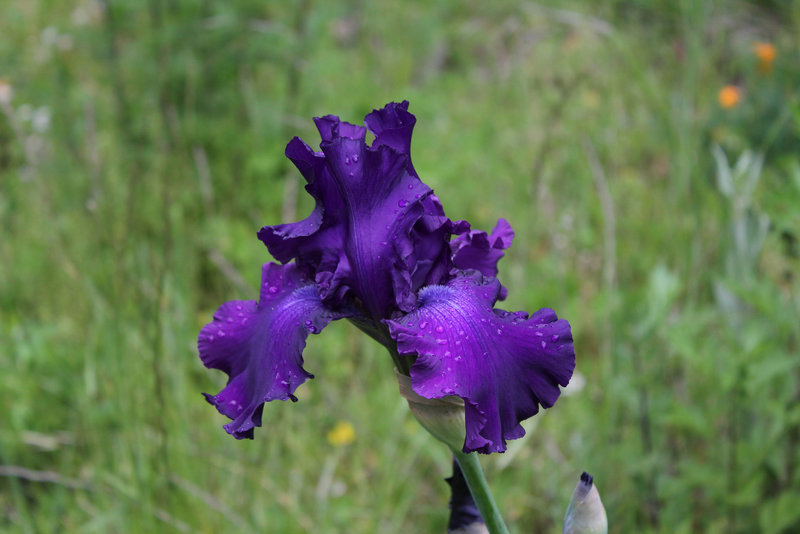 Iris Master Touch
