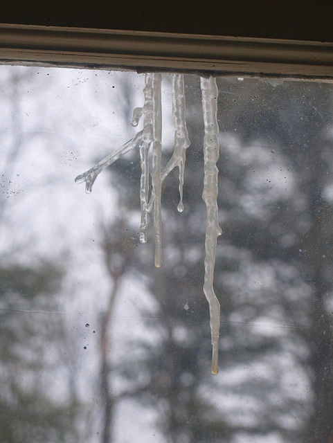 Branches of ice