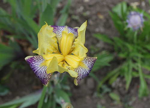 Iris Loreley