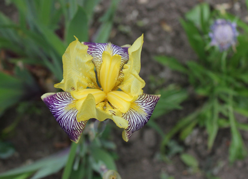Iris Loreley