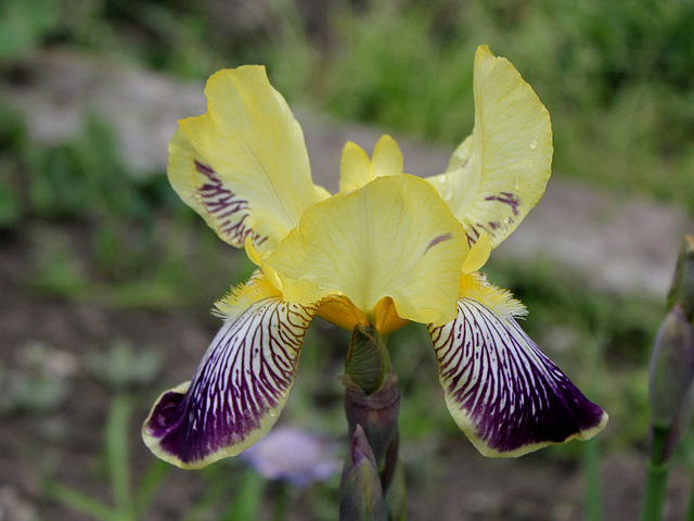 Iris Nibelungen