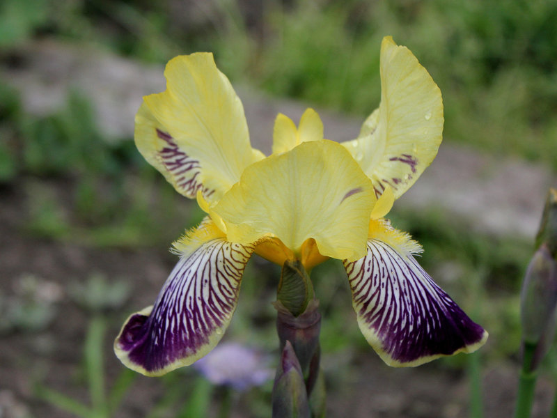 Iris Nibelungen