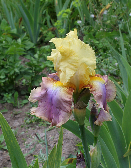 Iris Robe d'été