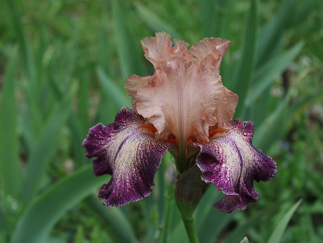 Iris Secret Melody (2)