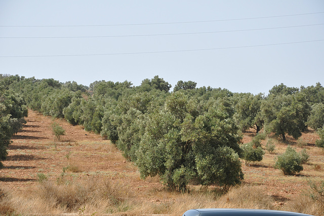 FABRICATION DE L'HUILE D'ARGAN