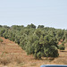 FABRICATION DE L'HUILE D'ARGAN