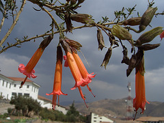 La cantuta, fleur sacrée des Incas