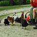 Brotzeit für alle an der Halsalm