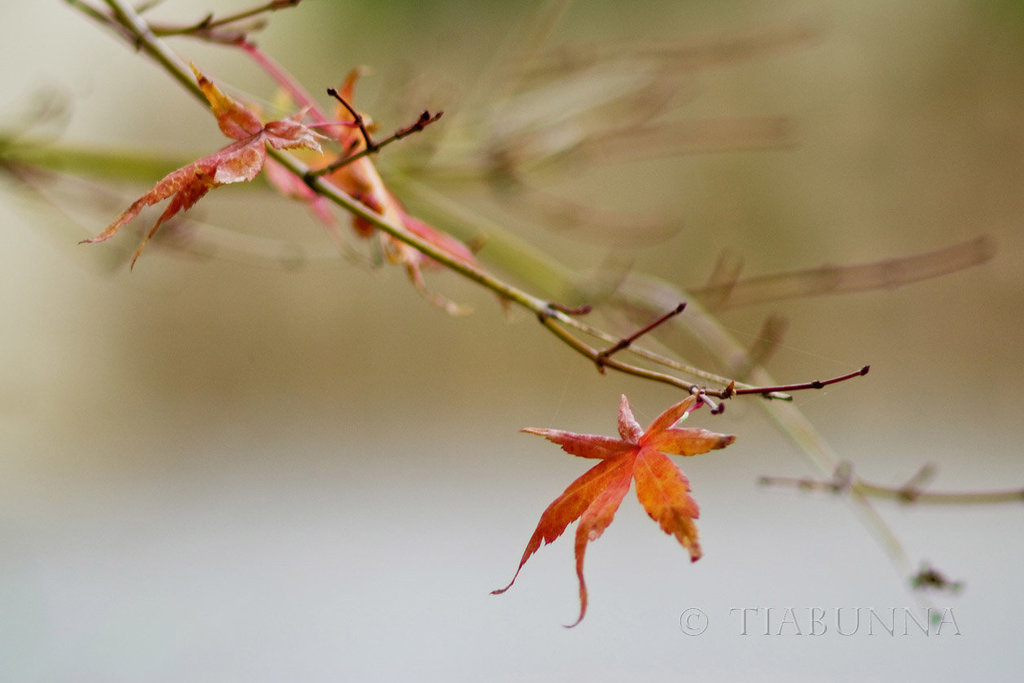 Autumn Tones