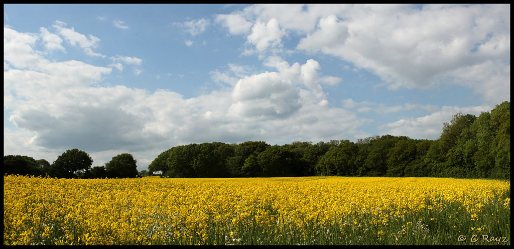 Upper Wilting Farm Rapeseed