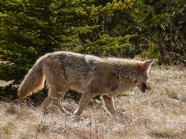 Coyote on the prowl