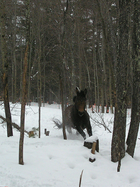 I've been told he'd do well polebending