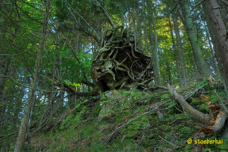 Uprooted