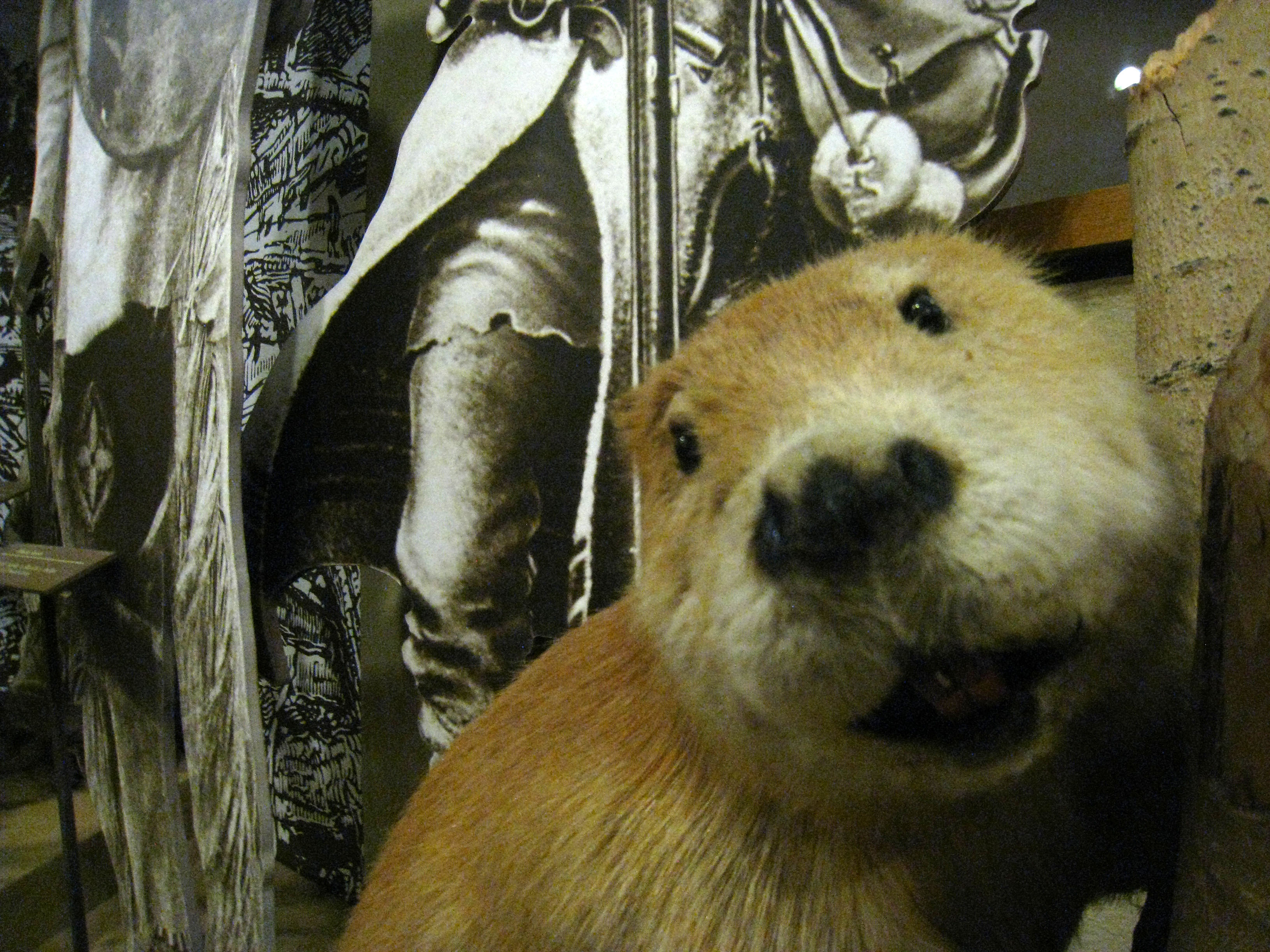 Stuffed Beaver in Visitor Center Exhibit (4259)