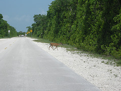 Key Deer