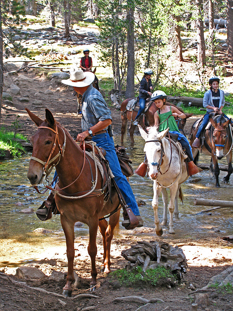 On The Trail To Glen Aulin - Mule Ride (0606)