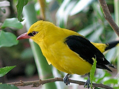 Oriole doré d'Eurasie (Oriolus oriolus) - Lieu : Pologne - Photo : Dixi - Creative Commons Attribution - Share Alike 3.0 Unported.