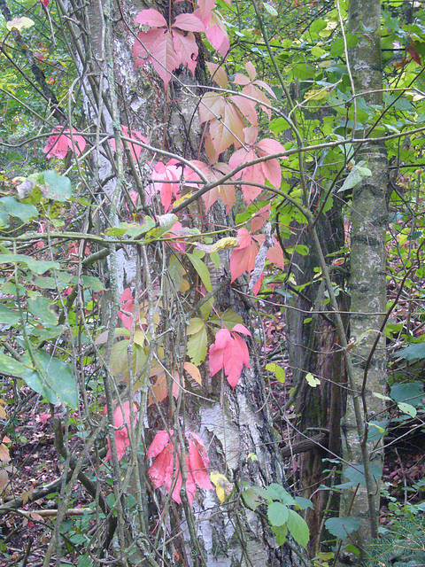 Herbstblätter