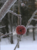 Frost on the fruit