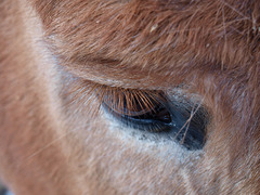 Lashes