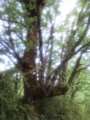 Árbol en el bosque.