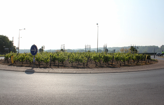 vigne du rond-point , côté nord