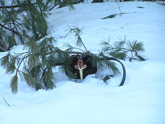 Turkey in the snow