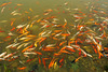 Colorfish