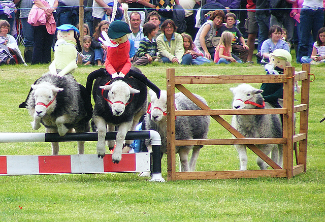 Jumping sheep