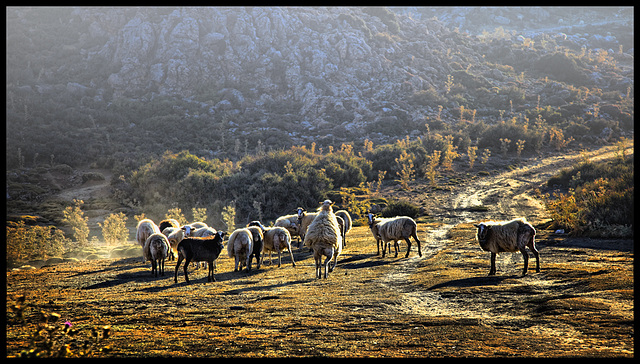 sheep fun in the evening