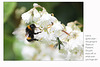 Bombus terrestris  & friend on Deutzia - East Blatchington - 4.6.2014