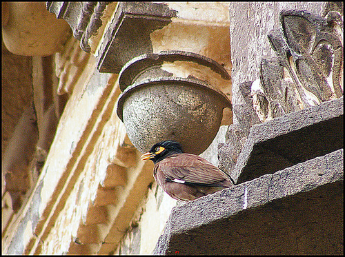 Bird