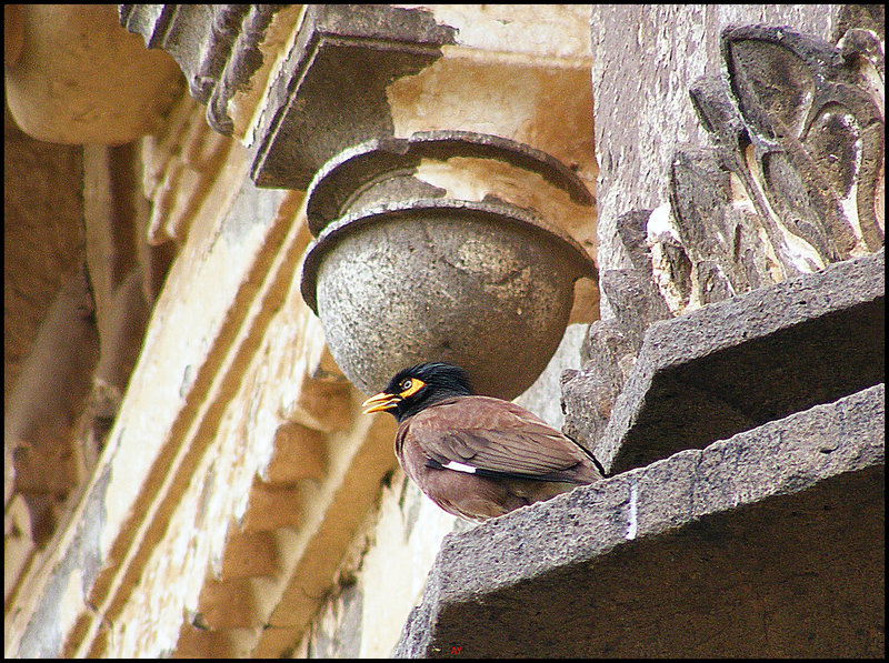 Bird