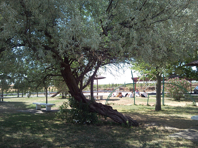 Olivo en Tudela (Navarra).