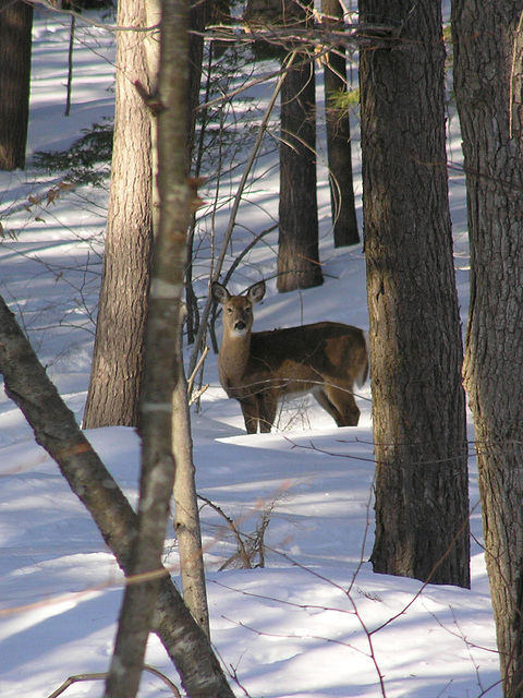 On The Ridge