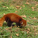 Red panda