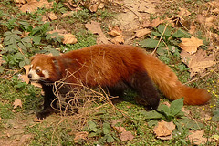 Red panda