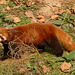 Red panda