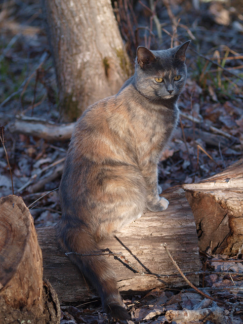 My camouflage kitty