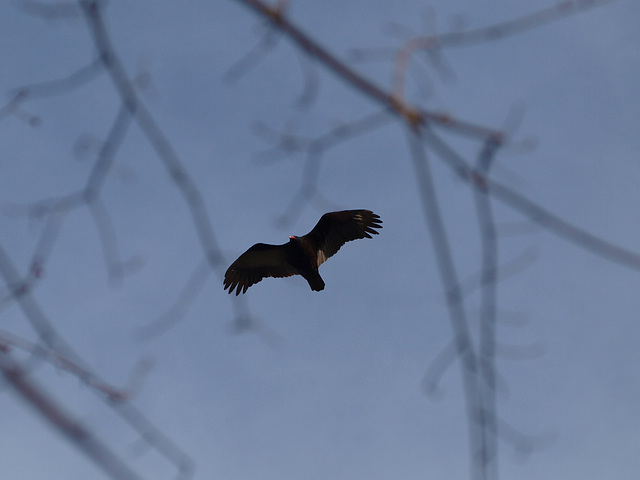 High Above the Treetops