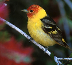 Tangara à tête rouge (Piranga ludoviciana)