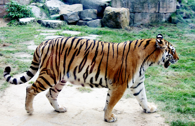 sibirischer Tiger