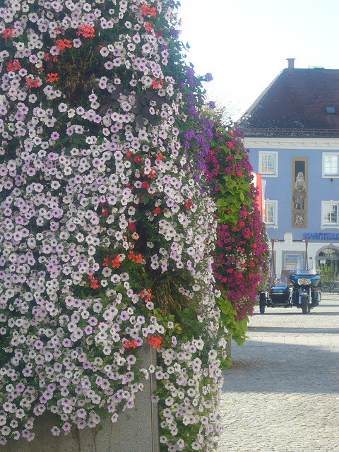 Blumen in Schärding