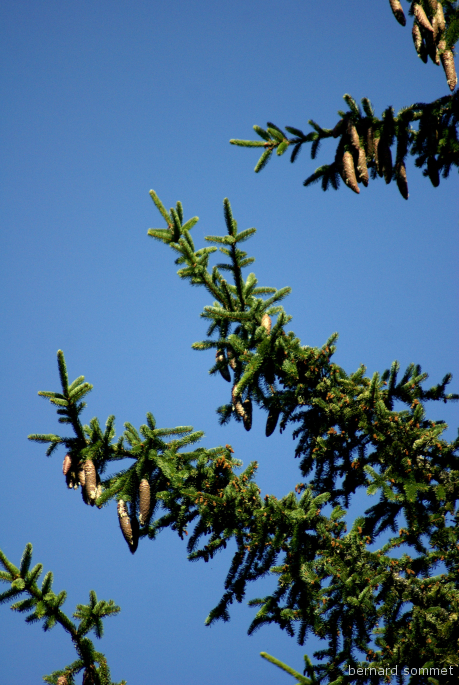 Fruits