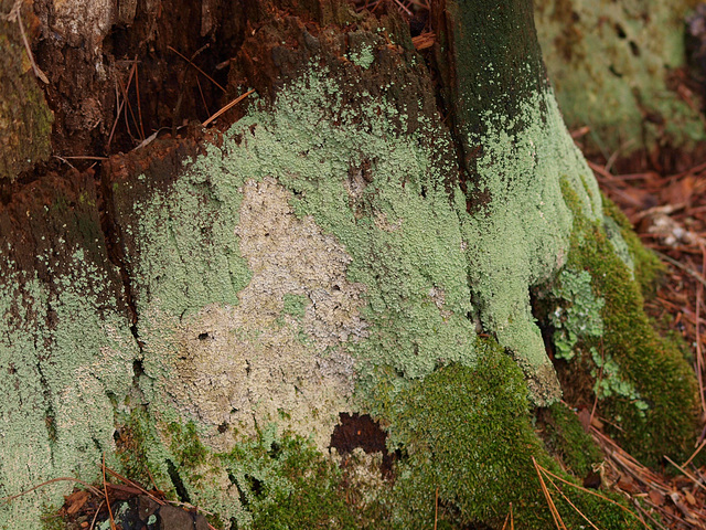 Love the colors on this moss!